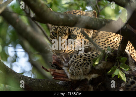 Leopard (Panthera pardus) in una struttura ad albero con il suo kill, il Masai Mara riserva nazionale, Narok County, Kenya Foto Stock