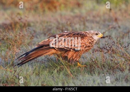 Nibbio reale (Milvus milvus), adulto in erba con rugiada di mattina, Algovia, Baviera, Germania Foto Stock