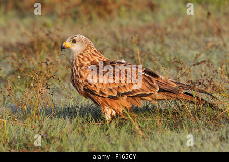 Nibbio reale (Milvus milvus), adulto in erba con rugiada di mattina, Algovia, Baviera, Germania Foto Stock