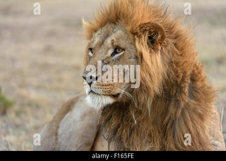 Leone maschio (Panthera leo), il Masai Mara riserva nazionale, Narok County, Kenya Foto Stock