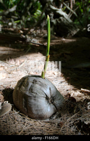 Ottobre 15, 2014 - Seychelles - cocco germogliati nella giungla, Denis Island, Seychelles (credito Immagine: © Andrey Nekrasov/ZUMA filo/ZUMAPRESS.com) Foto Stock