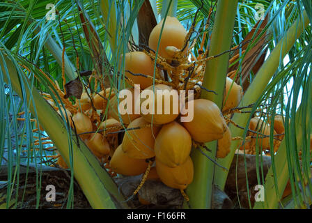 Ottobre 15, 2014 - Seychelles - Ripe noci di cocco su un albero di palma, Denis Island, Seychelles (credito Immagine: © Andrey Nekrasov/ZUMA filo/ZUMAPRESS.com) Foto Stock