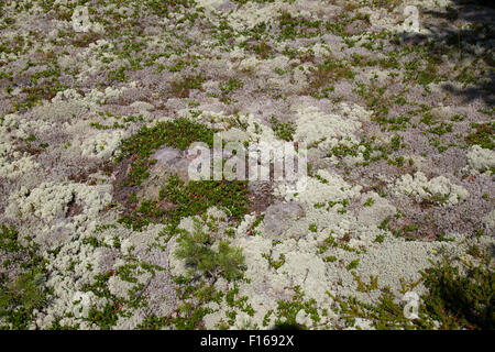 Renne (Cladonia rangiferina), in Finlandia. Foto Stock