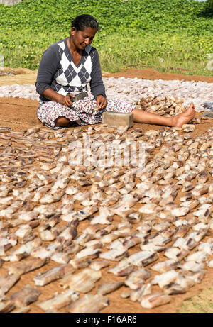 Pesce di essiccazione al sole, Negombo Mercato del Pesce, Sri Lanka Foto Stock