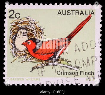 Timbro stampato in Australia, mostra il Crimson Finch (Neochmia phaeton), circa 1979 Foto Stock