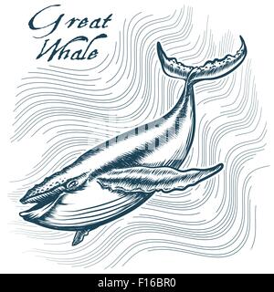Grande balena in acque profonde. Stile di incisione. Gratuito solo font utilizzato. Illustrazione Vettoriale