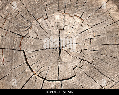 Vista dall'alto di un marrone cut albero. Vecchio ceppo grigio con grandi crepe vicino fino alla luce del sole. Foto Stock