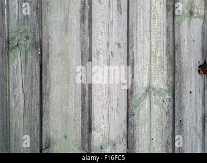 Frammento di una vecchia staccionata in legno con resti di vernice verde sulla mangy schede scuro con fessure per usare come sfondo o wa Foto Stock