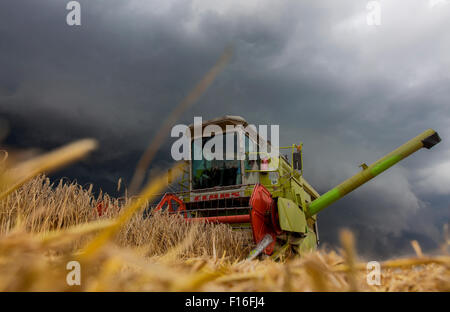 Hamm, Germania, il raccolto di grano appena prima della tempesta Foto Stock