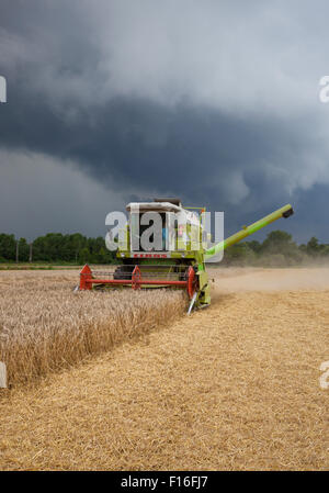 Hamm, Germania, il raccolto di grano appena prima della tempesta Foto Stock