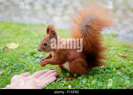 Berlino, Germania, lo scoiattolo mentre mangiando un dado Foto Stock