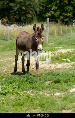 Asino in campo sulla fattoria camminando in avanti nella campagna francese Foto Stock