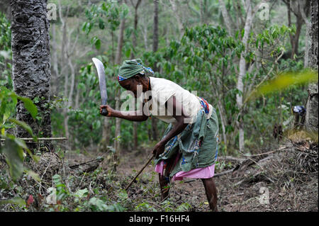 Africa Angola Calulo, caffè fazienda di Fernando Sobral, donna pulisce l'azienda di caffè da erbacce Foto Stock