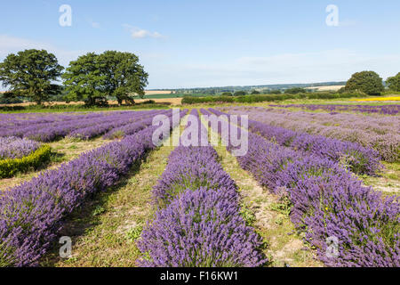 Inghilterra, Hampshire, campi di lavanda Foto Stock