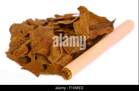 Asciugare le foglie di tabacco per la realizzazione di sigaretta su sfondo bianco Foto Stock