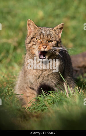 Wildcat; Felix sylvestris singolo; bocca aperta REGNO UNITO Foto Stock
