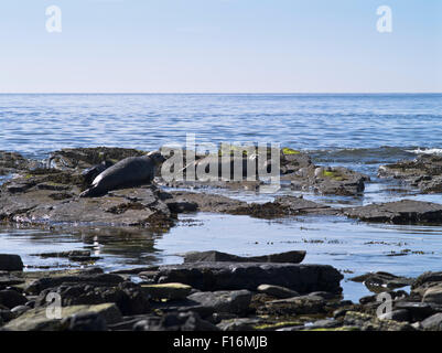 dh Common Harbor Seal SIGILLA UK Pups uk su rocce North Ronaldsay phoca vitulina rock scozia Foto Stock