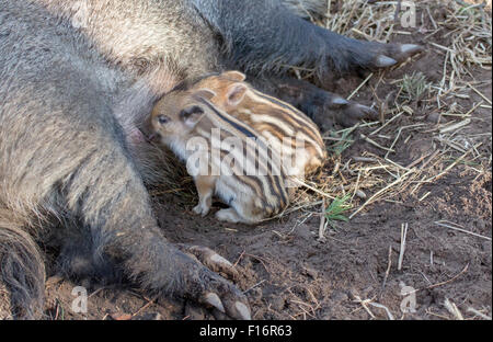 Klaistow, Germania, Bache suinetti lattanti Foto Stock