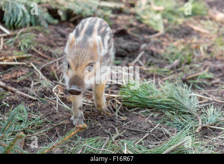 Klaistow, Germania, un rookie nel parco degli animali selvatici Foto Stock