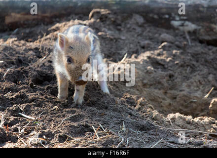 Klaistow, Germania, un rookie nel parco degli animali selvatici Foto Stock