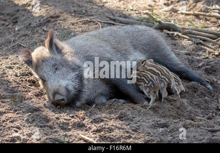 Klaistow, Germania, Bache suinetti lattanti Foto Stock