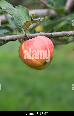 Malus domestica. Mele "Bardsey' su una struttura ad albero Foto Stock