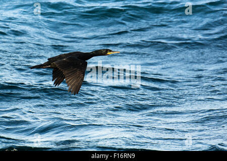 Cormorano o Shag volare al di sopra della superficie del mare Foto Stock