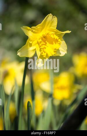 Unico Daffodil (Narcissus) con Giunchiglie in bokeh di fondo Foto Stock