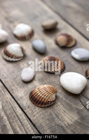 Conchiglie di mare e ciottoli su un vecchio ceppo di legno, profondità di campo Foto Stock