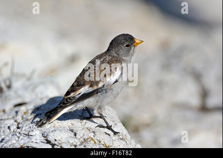 Bianco-winged Snowfinch (Montifringilla nivalis) capretti appollaiato sulla roccia Foto Stock