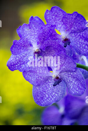 Vanda blu fiore delle orchidee Foto Stock