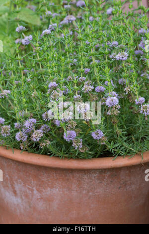 Mentha cervina. Acqua fioritura di menta verde in un vaso in terracotta Foto Stock