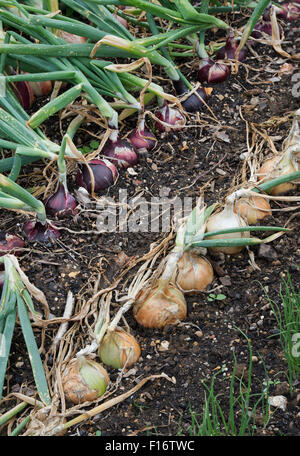 Allium cepa. Onion 'Sturon' e 'Barone Rosso' in una patch vegetale Foto Stock