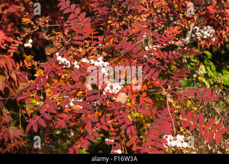 Una chiusura del Sorbus Joseph Rock a pieno colore di autunno. Fotografato a Cluny House Gardens, Perth and Kinross, Scozia Foto Stock