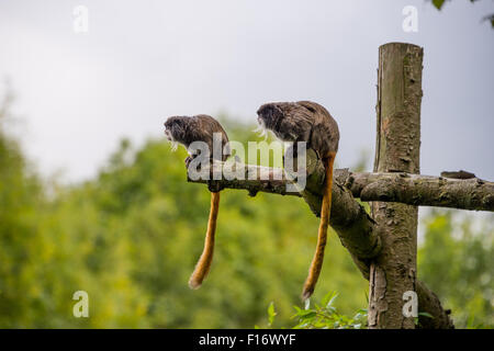 Due imperatore tamarin scimmie seduti insieme sui rami a Birmingham Wildlife Conservation Park Birmingham REGNO UNITO Foto Stock