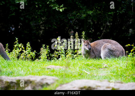 Bennetts Wallaby alimentare a Birmingham Wildlife Conservation Park Birmingham REGNO UNITO Foto Stock