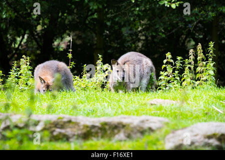 Bennetts Wallaby alimentare a Birmingham Wildlife Conservation Park Birmingham REGNO UNITO Foto Stock