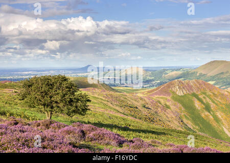 Il 27 agosto 2015. Il heather clad Mynd lungo, Shropshire Hills Area di straordinaria bellezza naturale, Shropshire, Inghilterra, UK Credit: Paul weston/Alamy Live News Foto Stock