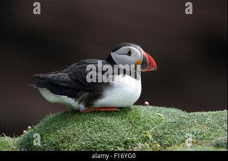 Puffin (Fratercula arctica), Regno Unito Foto Stock