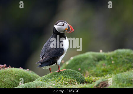 Puffin (Fratercula arctica), Regno Unito Foto Stock