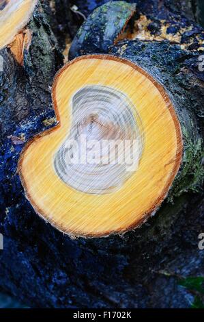 Segati sezione di un albero ciliegio che mostra la crescente anelli, Inghilterra, Regno Unito, Europa occidentale. Foto Stock