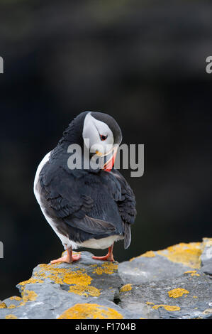 Puffin (Fratercula arctica), Regno Unito Foto Stock