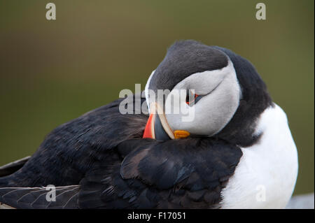 Puffin (Fratercula arctica), Regno Unito Foto Stock