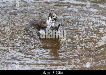 In prossimità di una montagna wild bird sta facendo il bagno in una pozza d'acqua Foto Stock