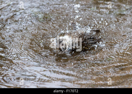 In prossimità di una montagna wild bird sta facendo il bagno in una pozza d'acqua Foto Stock