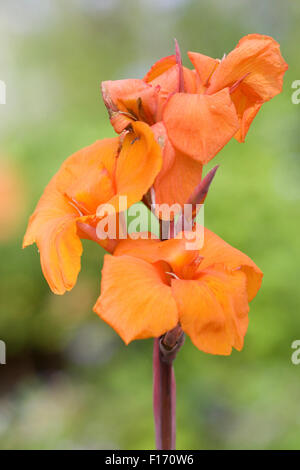 Canna lily "Orange Punch' Fiore Foto Stock