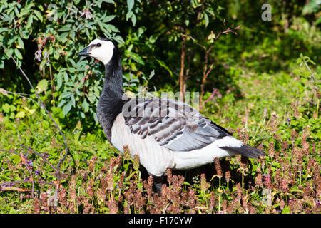 Barnacle Goose (Branta leucopsis) in piedi su un'erba durante la giornata di sole. Foto Stock