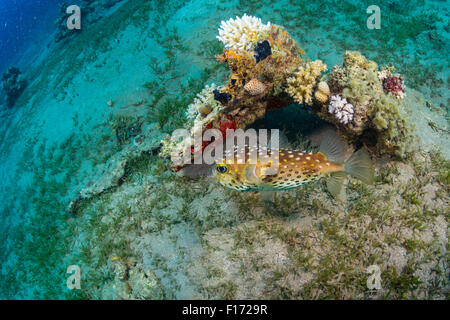 Barriera corallina Foto Stock