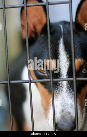 Cane in gabbia guardando dritto in telecamera Foto Stock