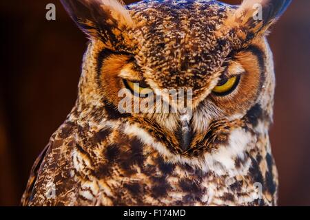 Grande Gufo cornuto conosciuto anche come la tigre Owl Closeup Photo. (Bubo virginianus) Foto Stock